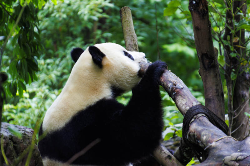 熊猫啃木头图片