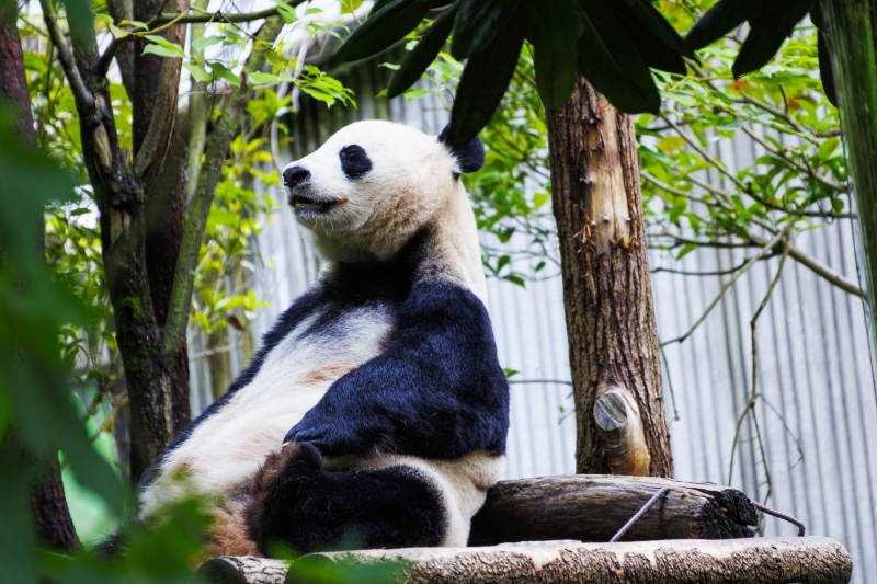 熊猫悠闲树下坐图片