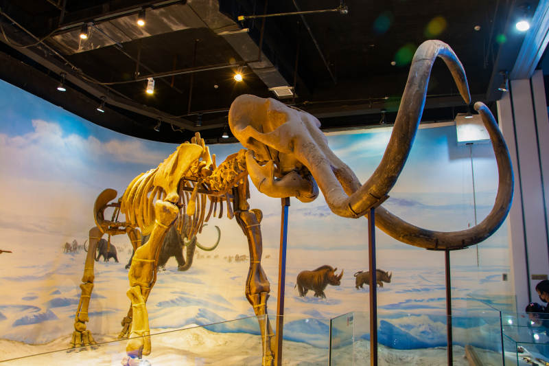 古生物博物馆猛犸象化石展图片