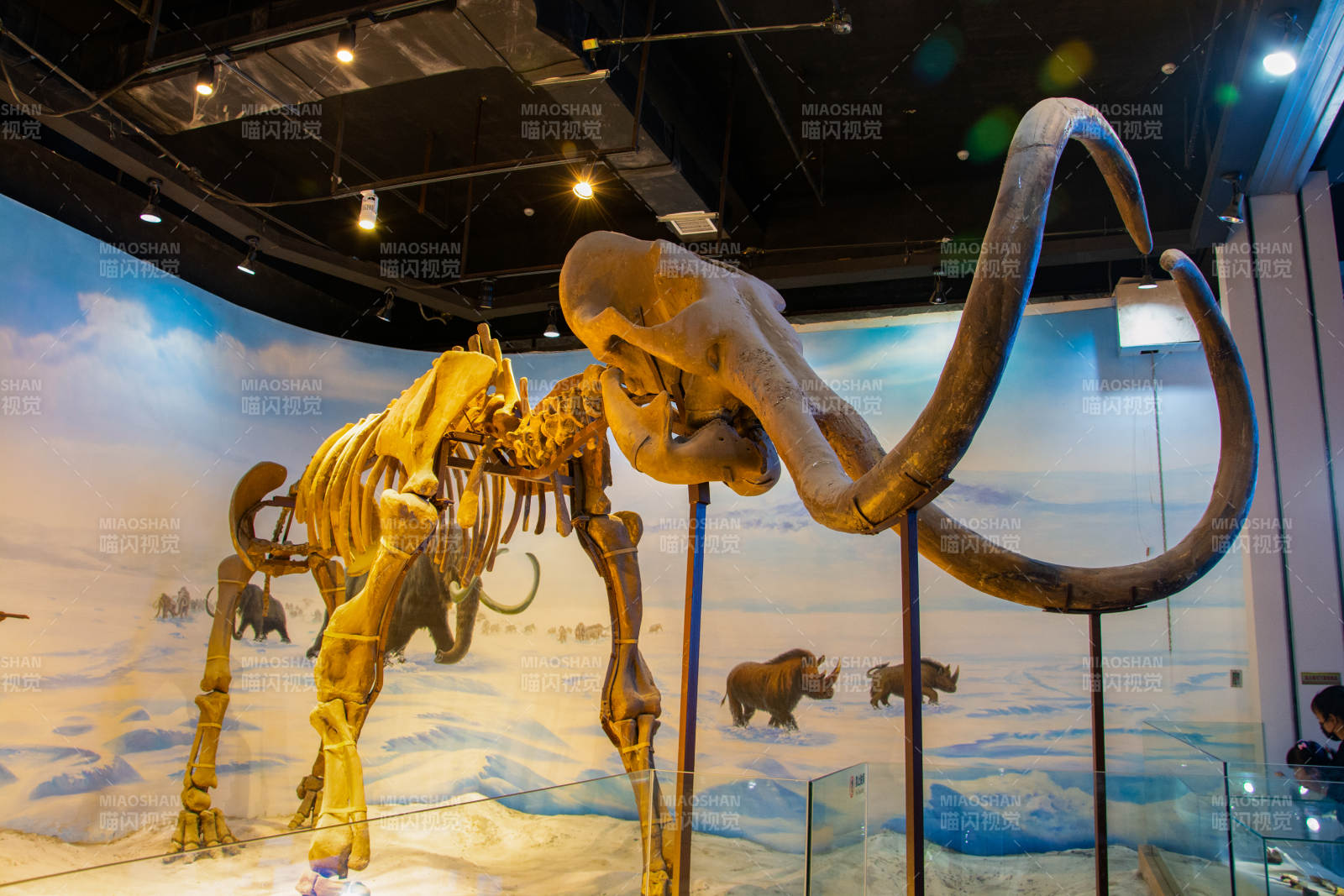 古生物博物馆猛犸象化石展图片