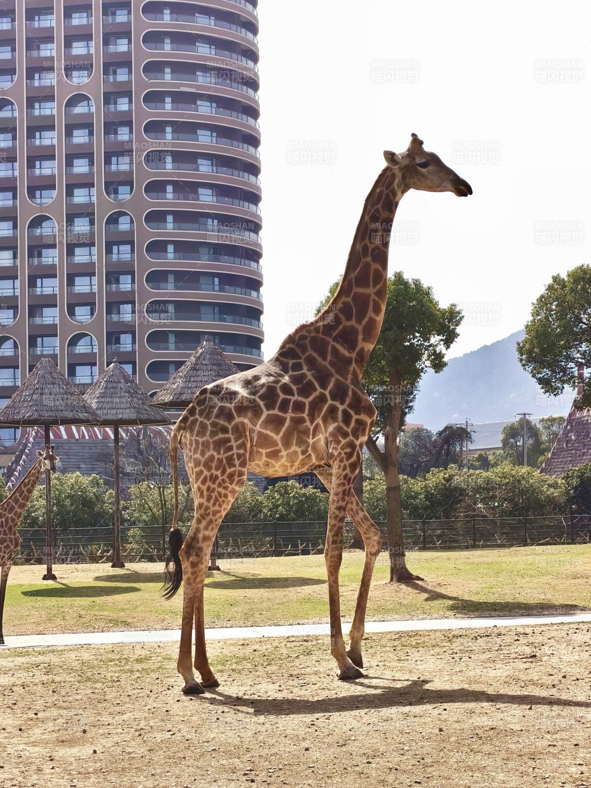 长颈鹿都市行图片