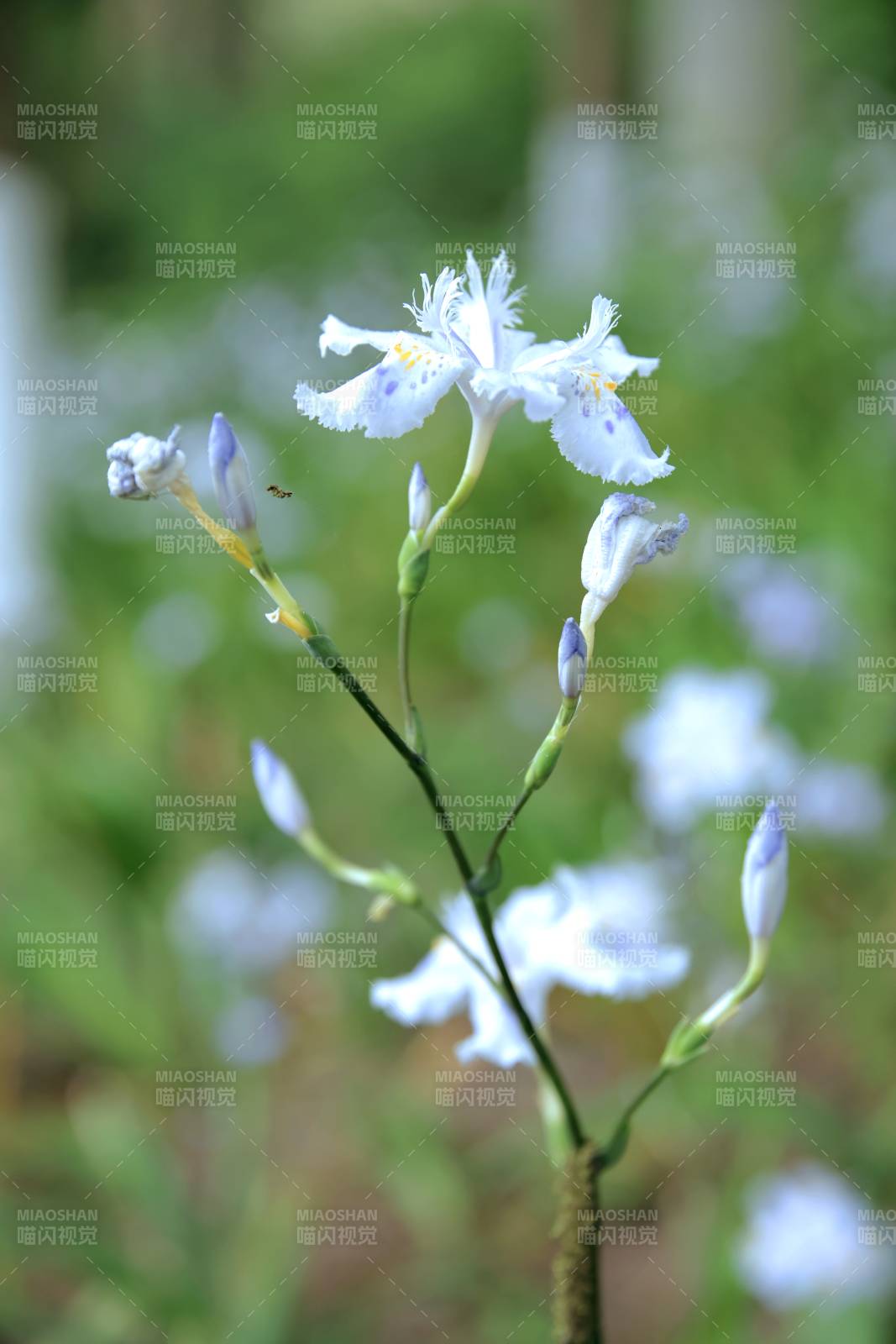 蓝花鸢尾绽放图片