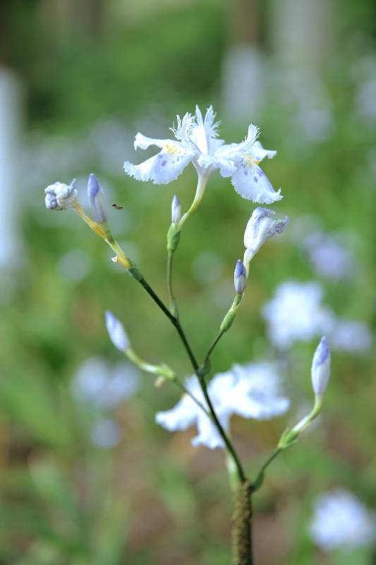 蓝花鸢尾绽放图片