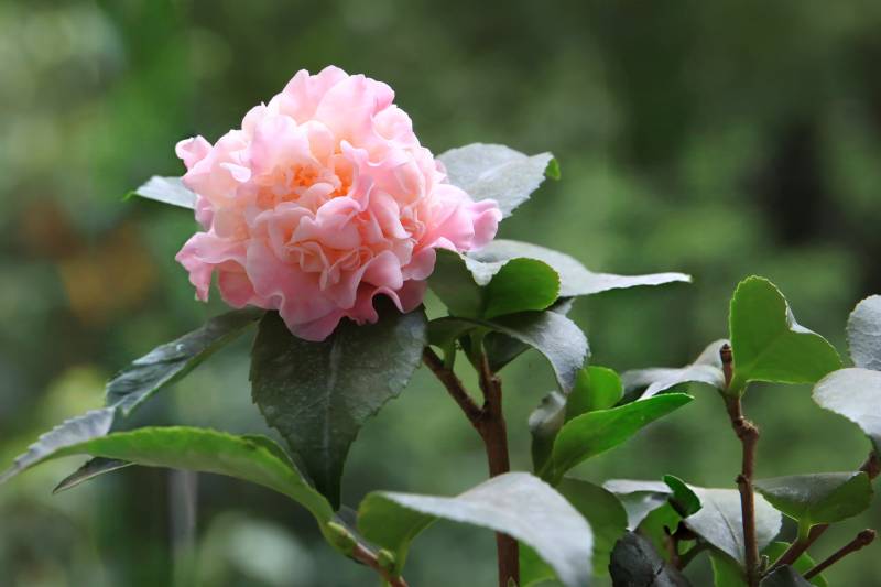 粉红山茶花绽放图片