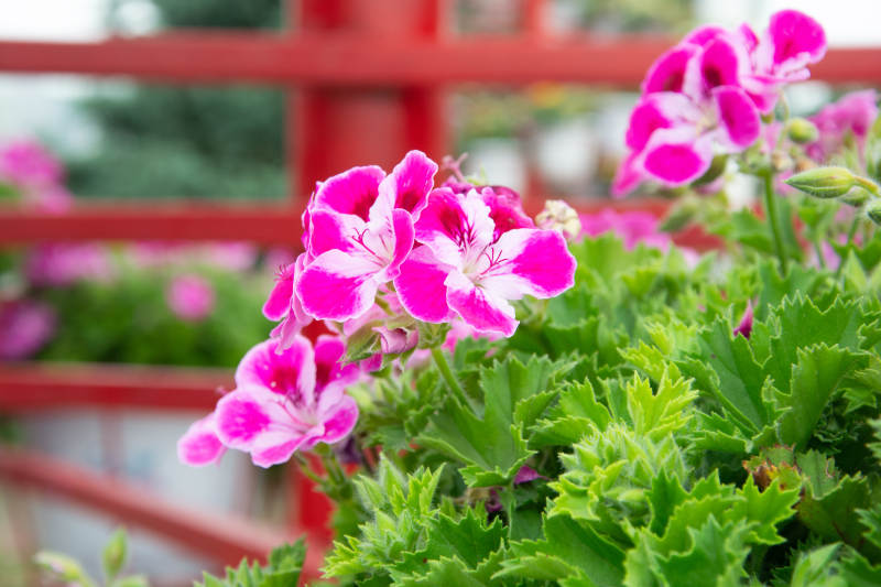 粉红天竺葵绽放图片