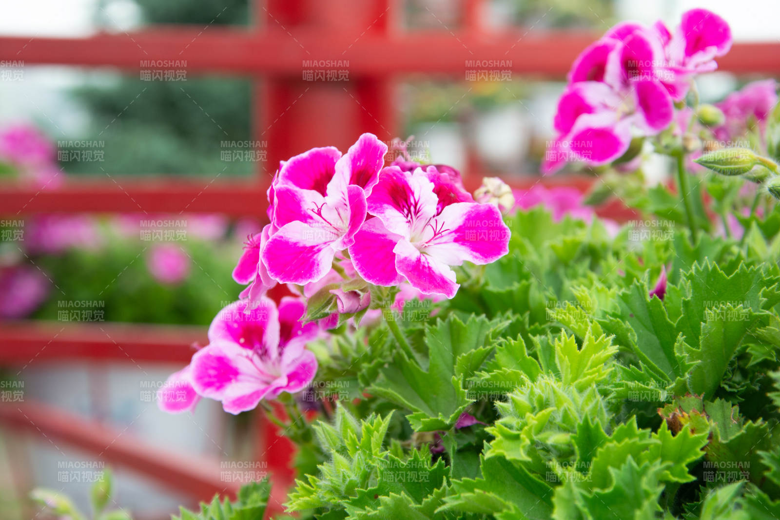 粉红天竺葵绽放图片
