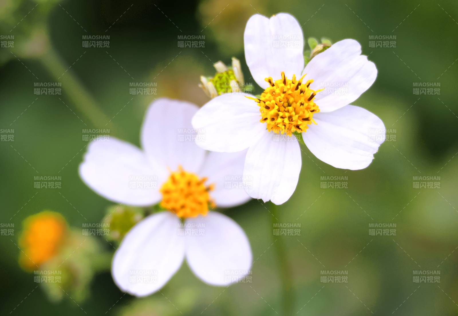 洁白小花绽放图片