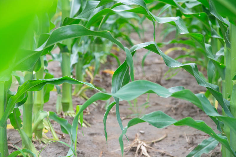 绿意盎然的玉米田图片