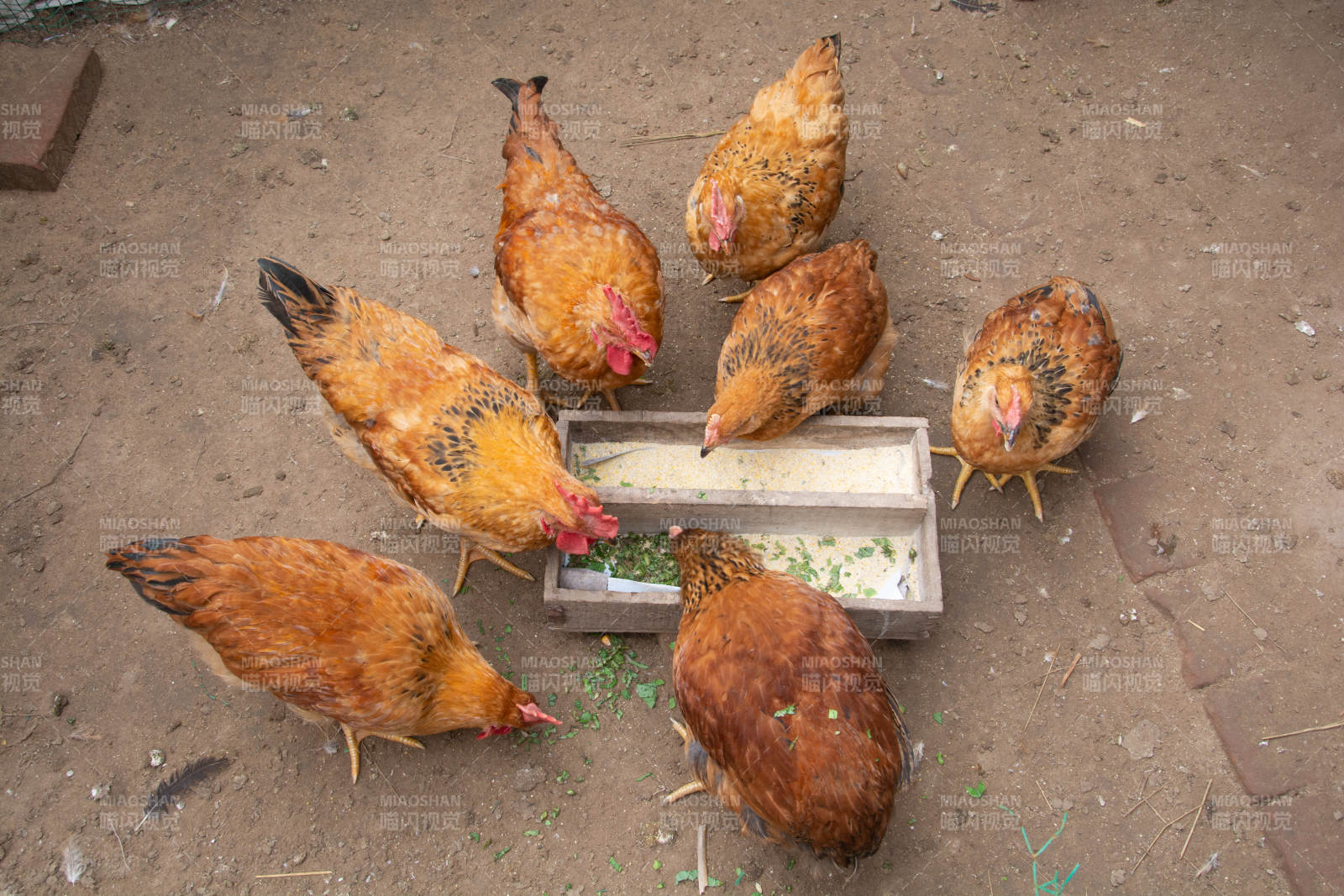 鸡群围食盆觅食图片
