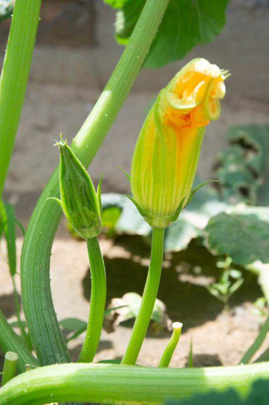 南瓜花绽放图片