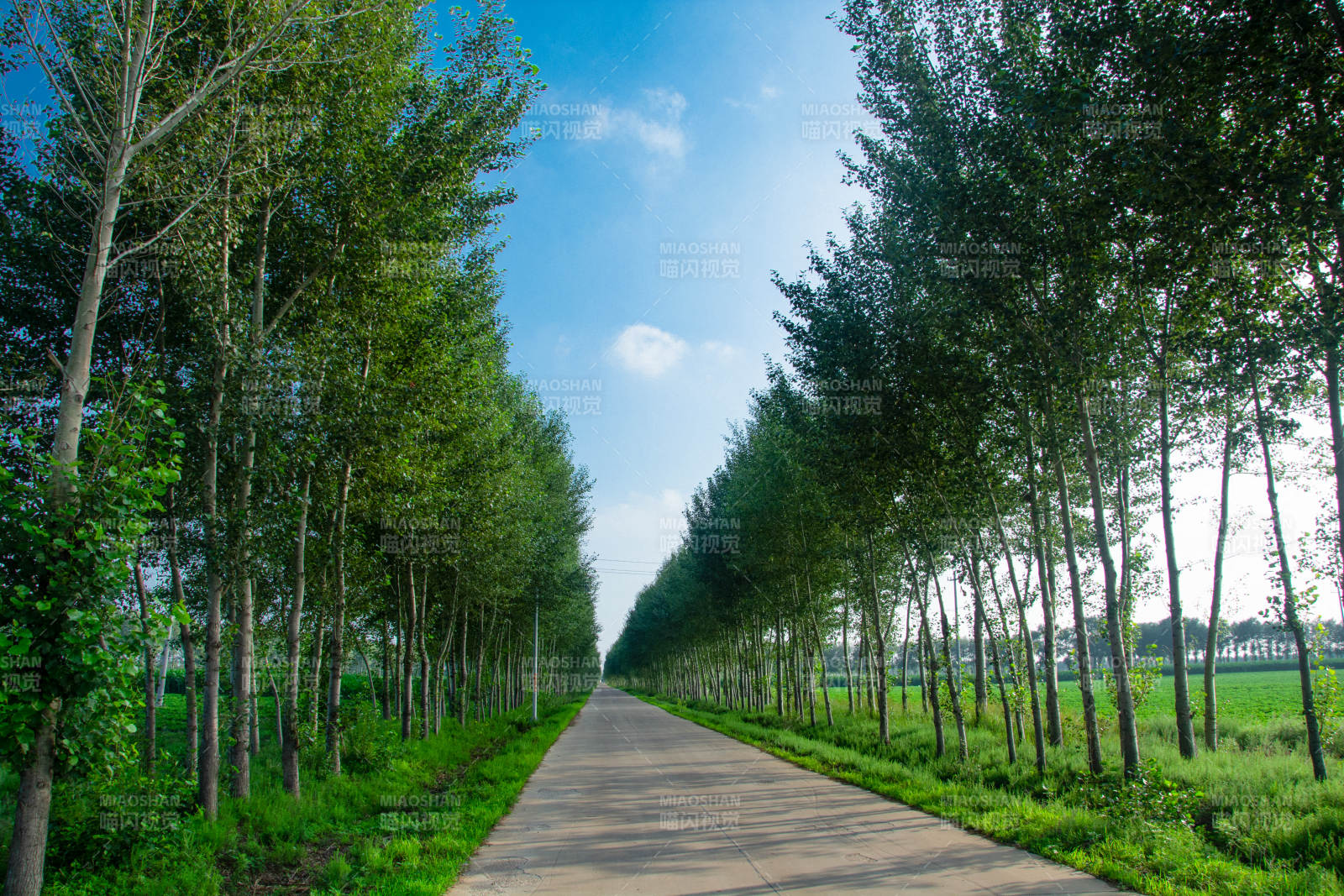 林荫大道图片