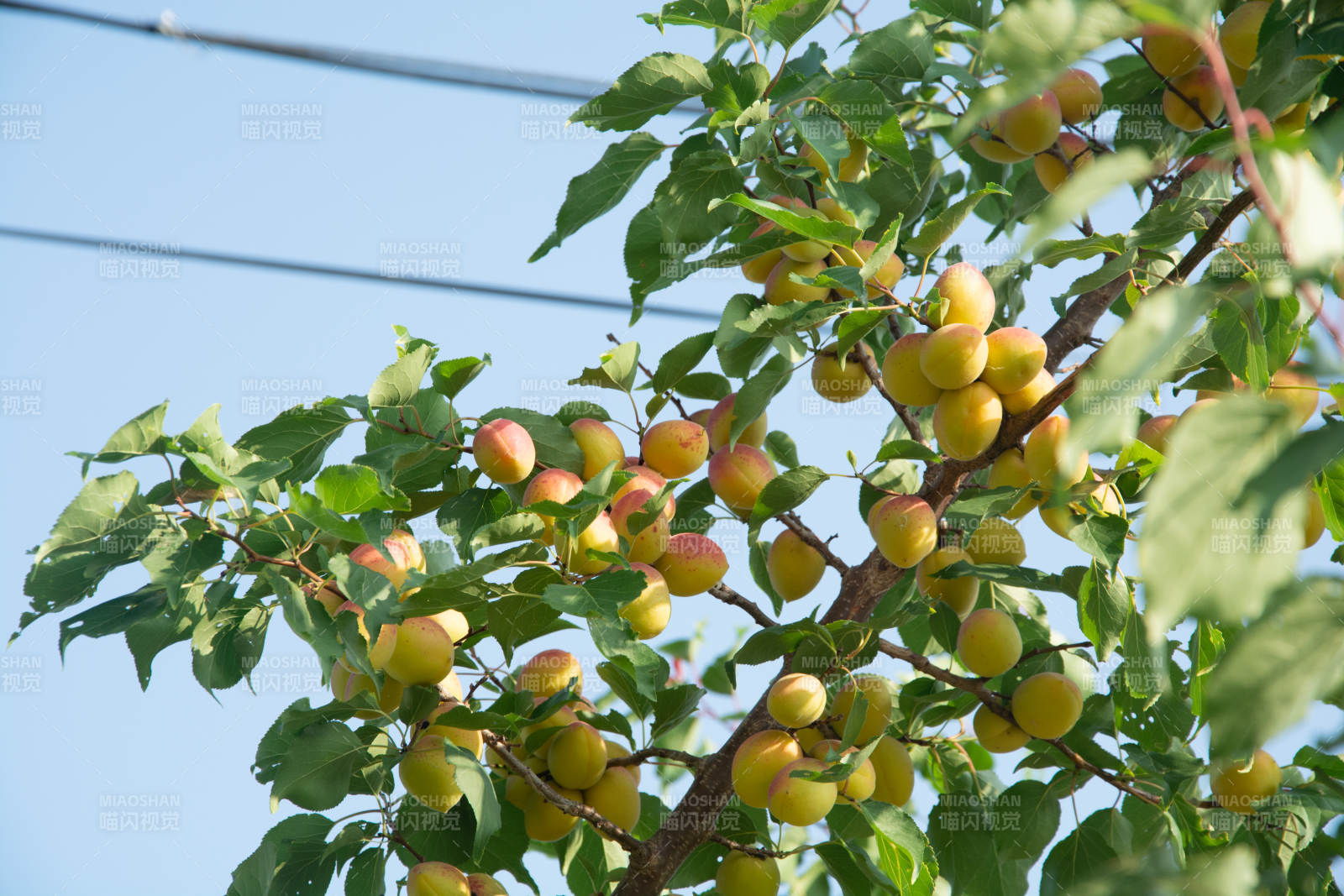 枝头挂满黄杏果图片