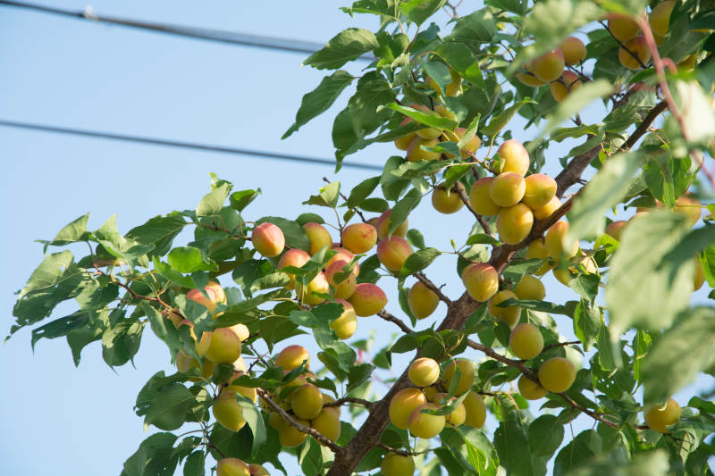 枝头挂满黄杏果图片