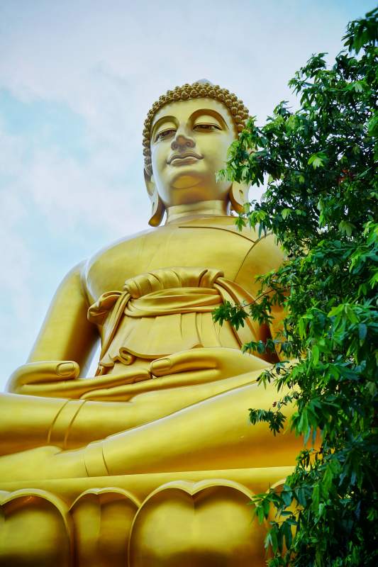 金色佛像静坐树旁图片