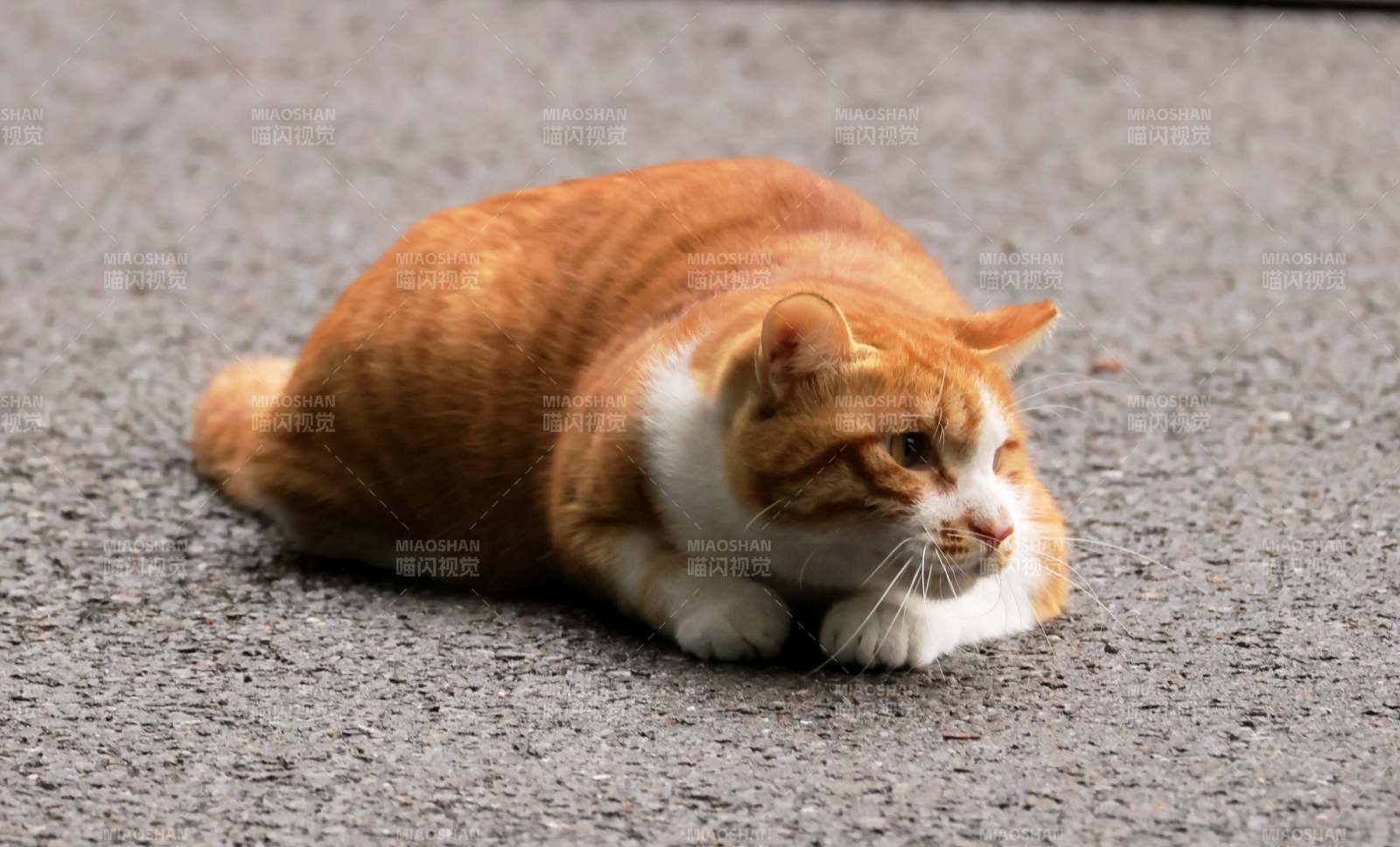 橙白猫静卧地面图片