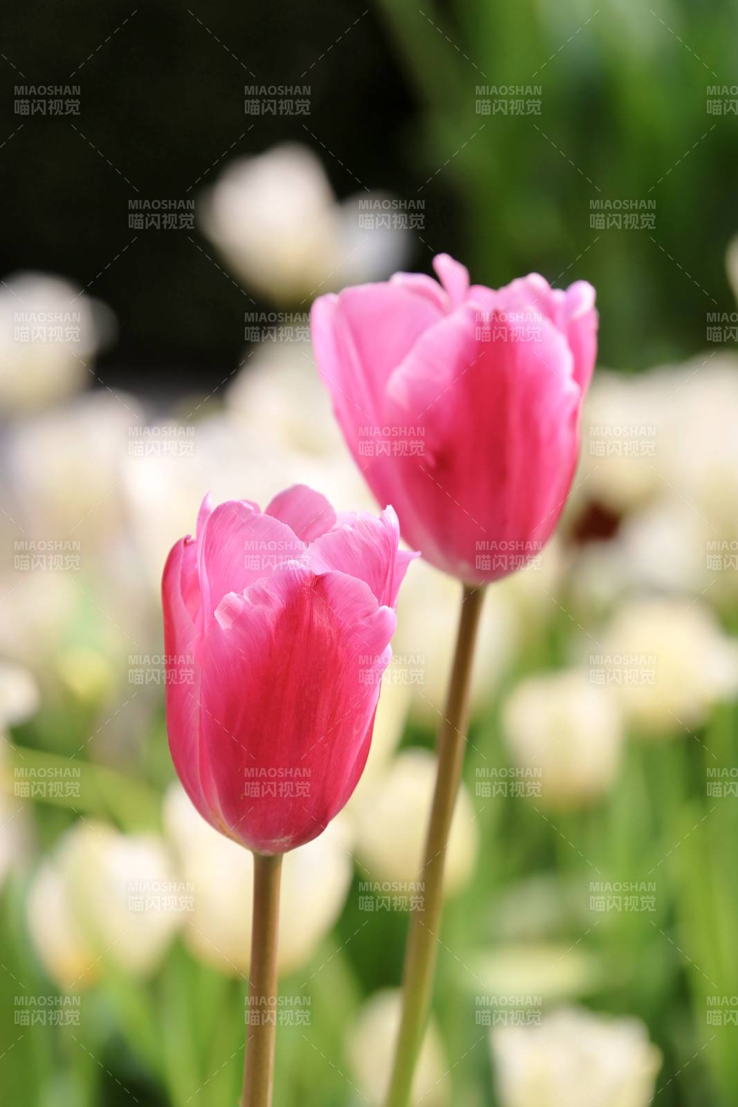 粉红郁金香绽放图片
