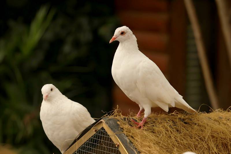 白鸽栖息草顶图片