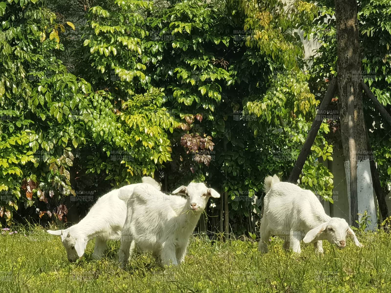 三只白羊在草地上图片