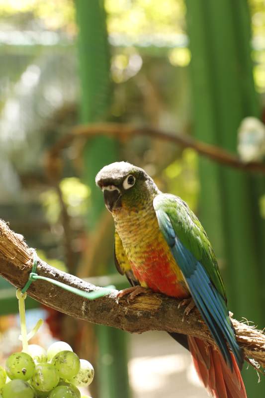 彩鹦鹉栖枝头图片