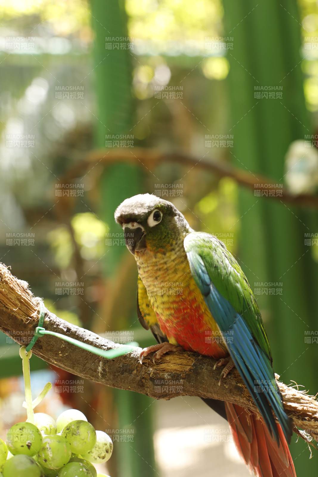 彩鹦鹉栖枝头图片