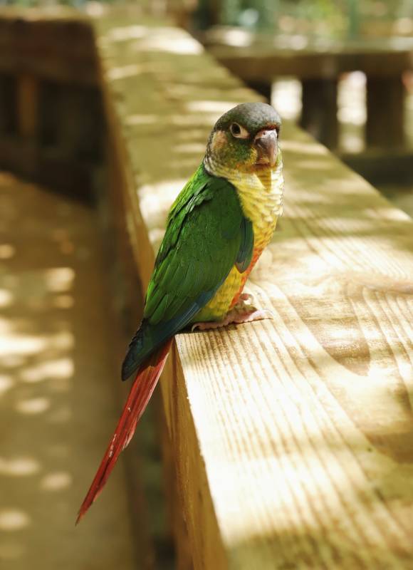 绿羽鹦鹉栖木上图片