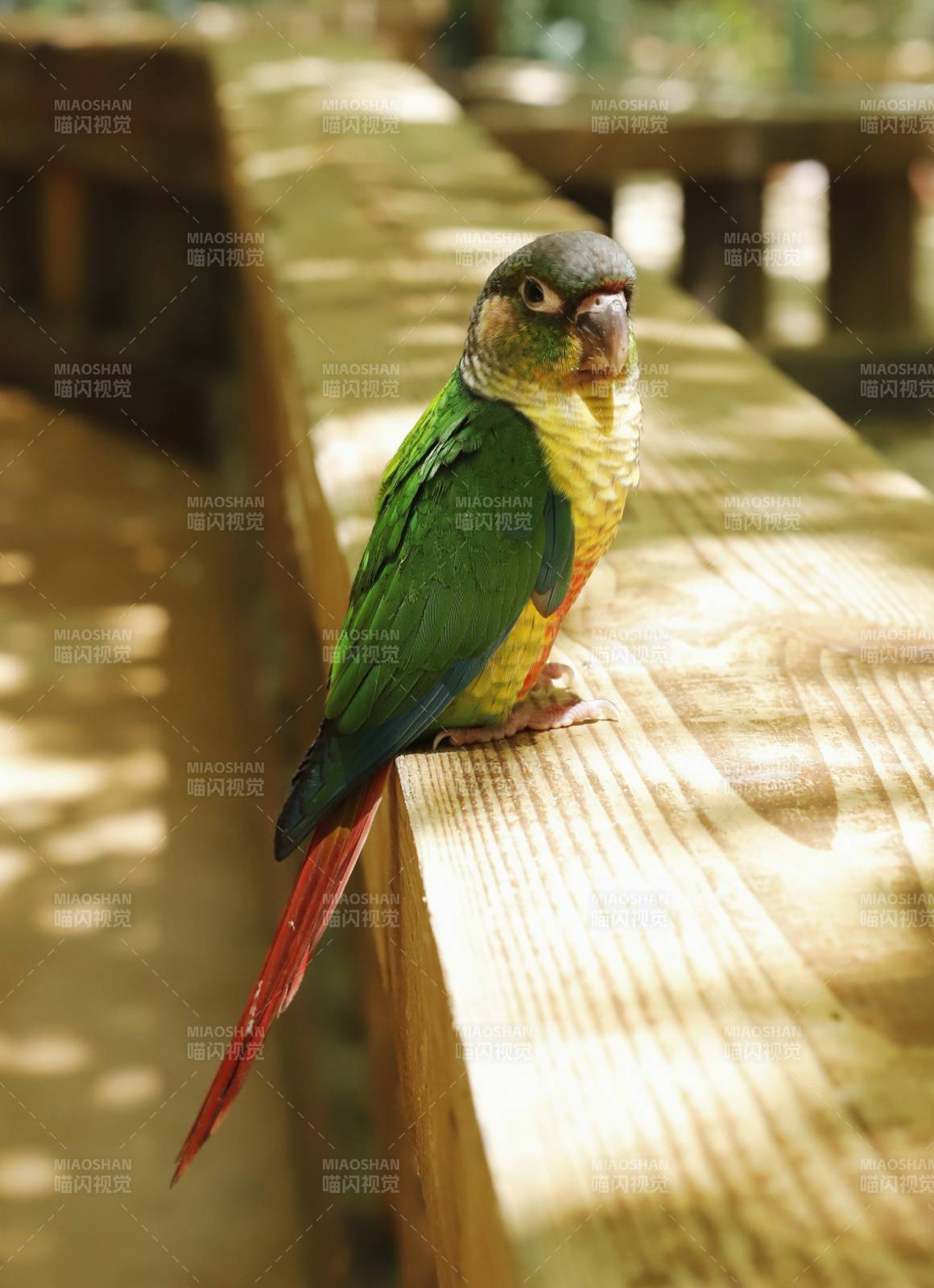 绿羽鹦鹉栖木上图片