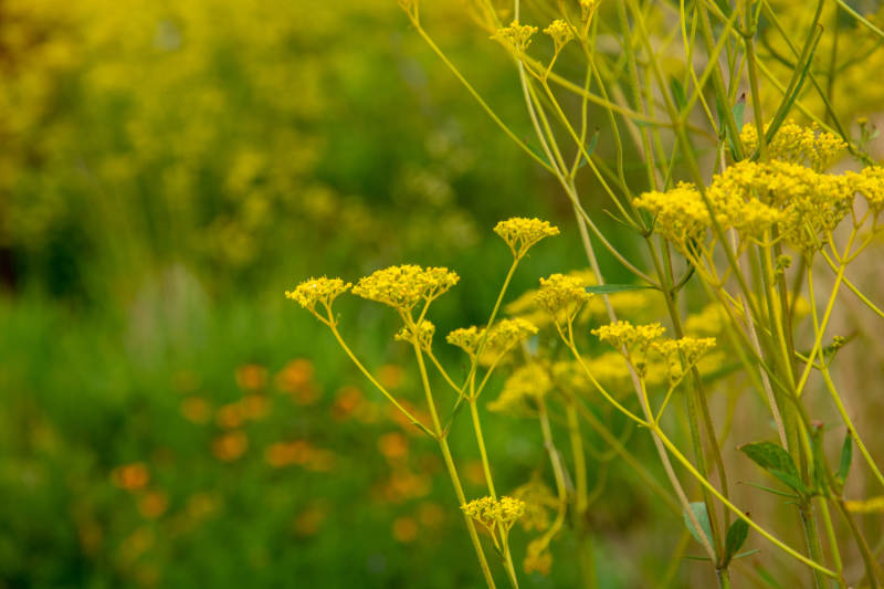 金黄小花绽放图片