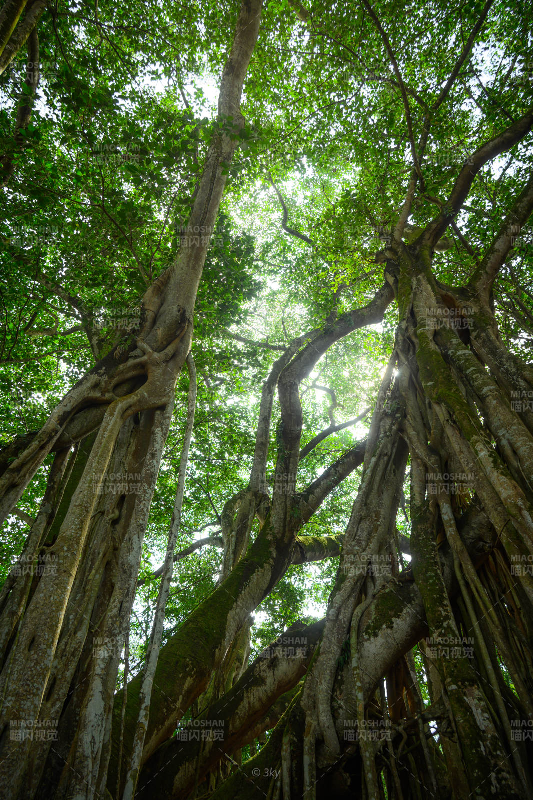 树冠交织的森林图片
