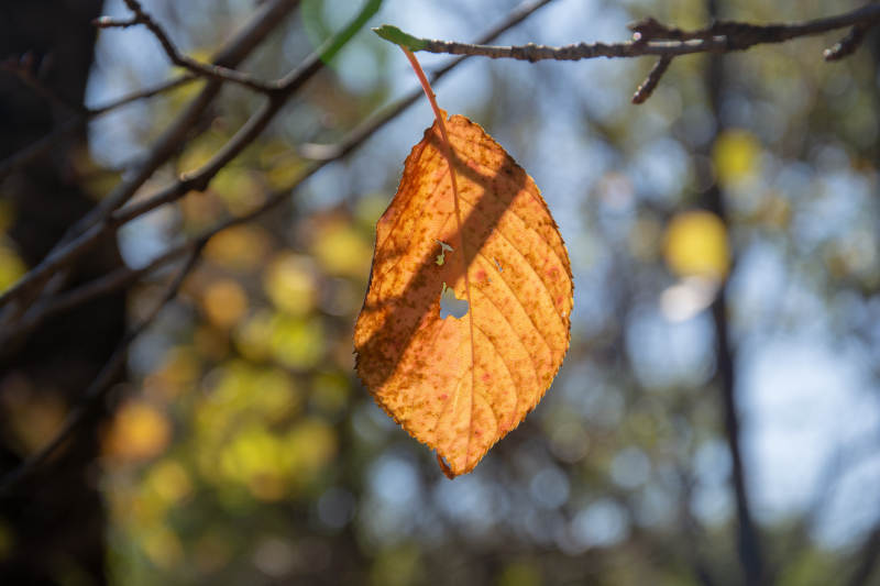 秋叶静挂枝头图片