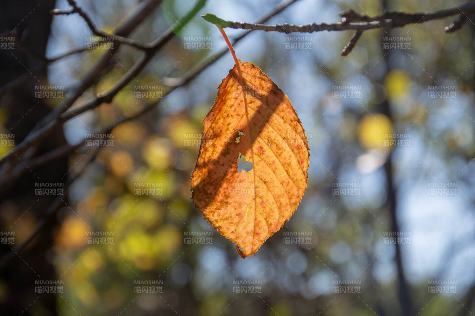 秋叶静挂枝头图片