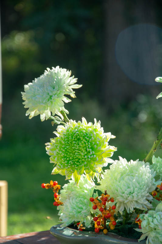 秋菊绽放 生机盎然图片