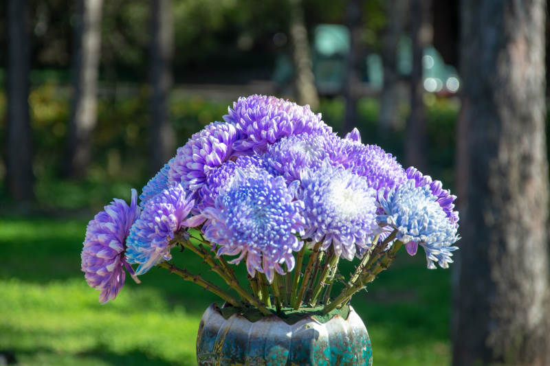 紫菊绽放花园中图片