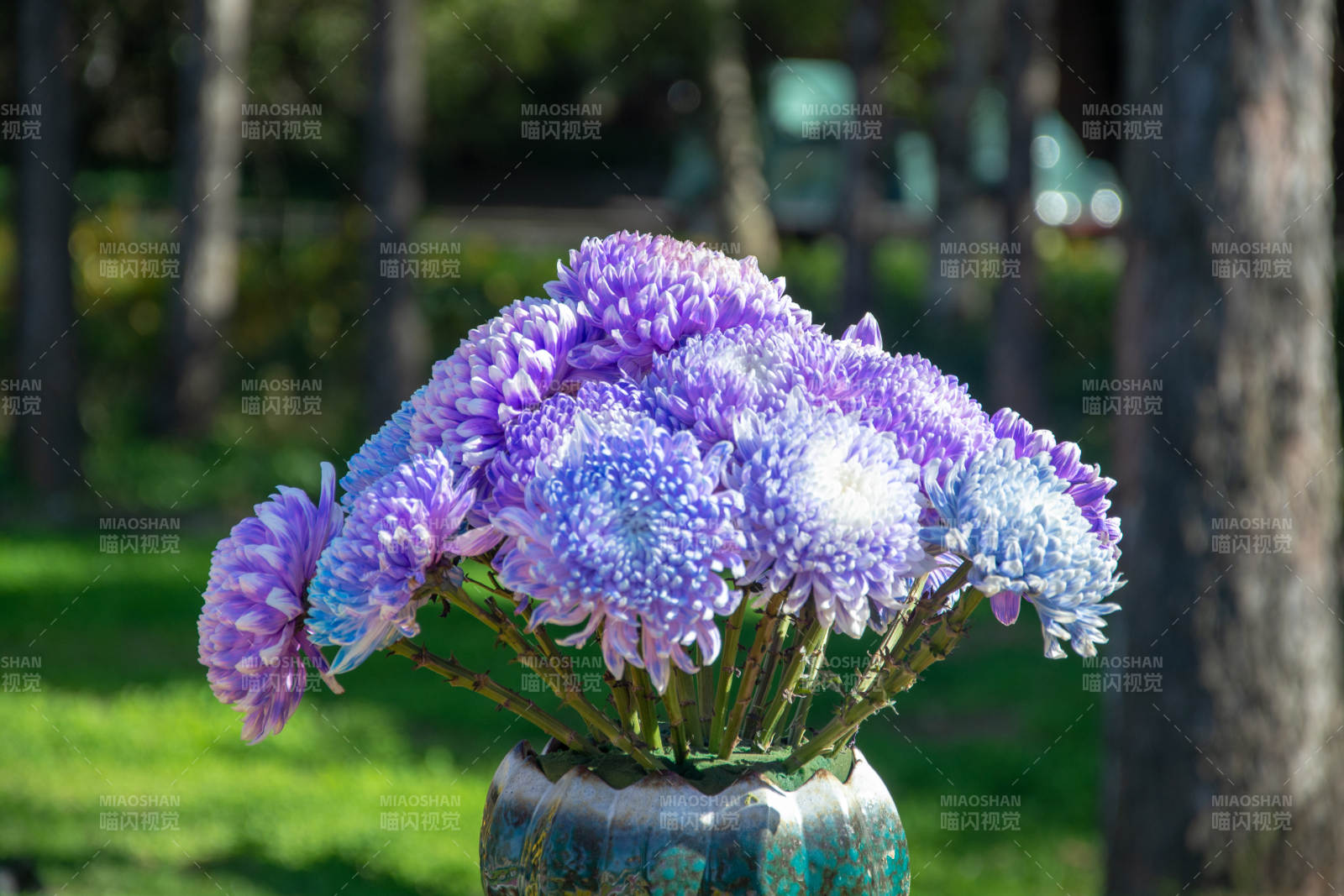 紫菊绽放花园中图片