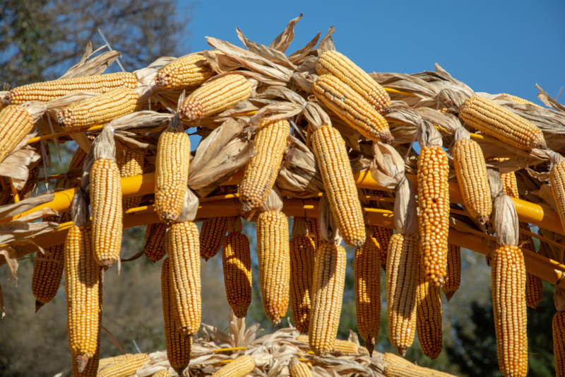 金黄玉米挂架晒图片