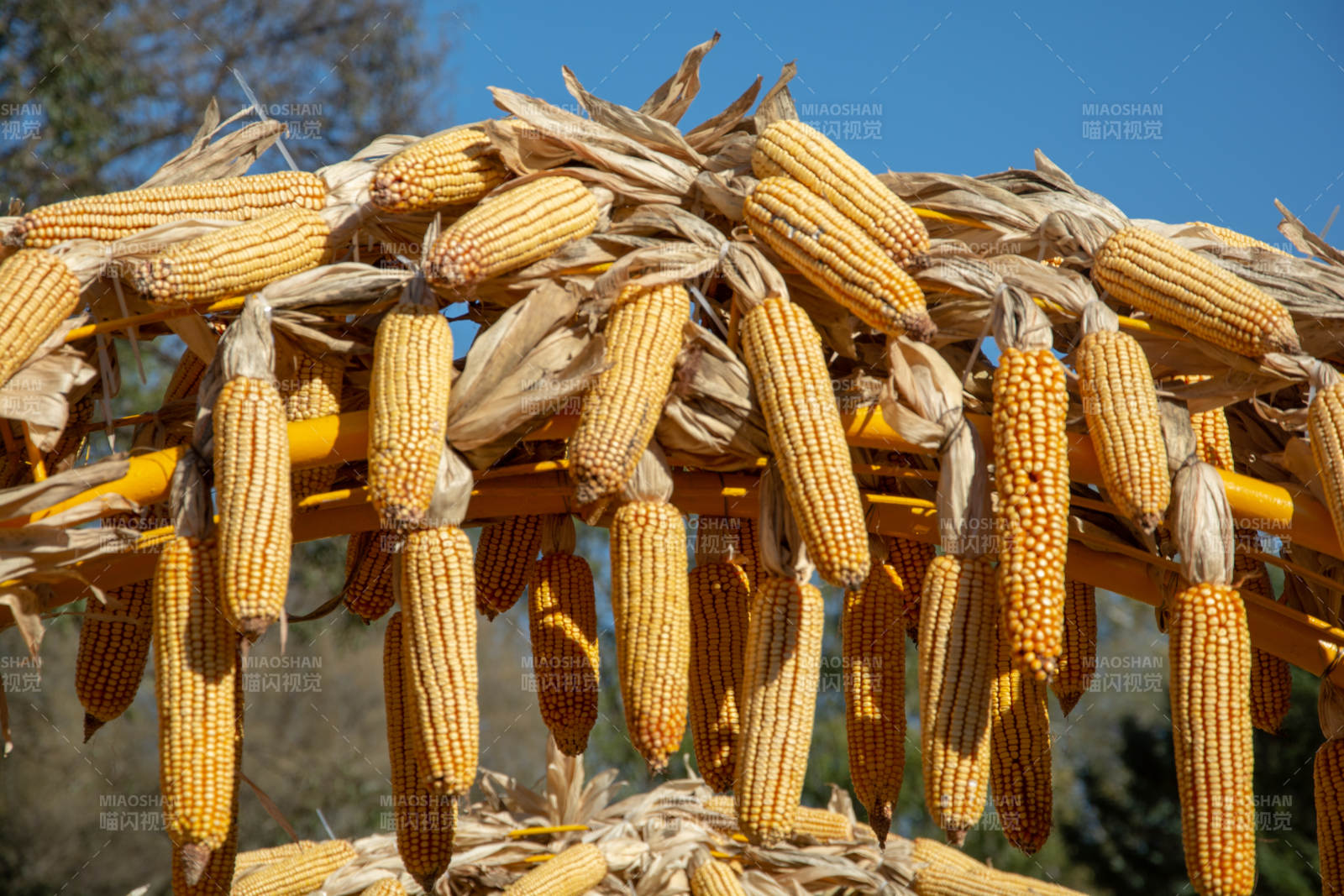 金黄玉米挂架晒图片