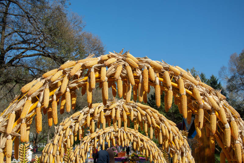 玉米拱门迎秋日图片