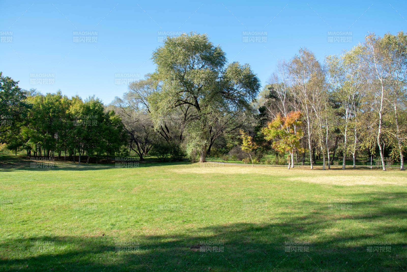 绿茵草地树影婆娑图片