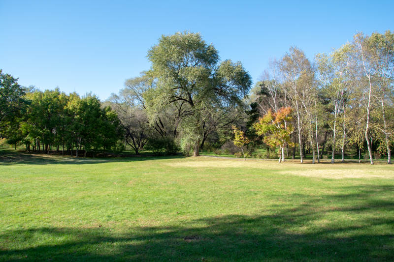绿茵草地树影婆娑图片