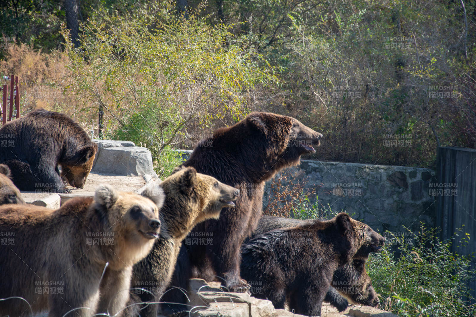 棕熊群聚石上图片