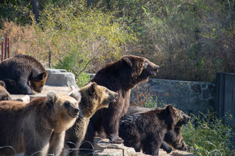 棕熊群聚石上图片