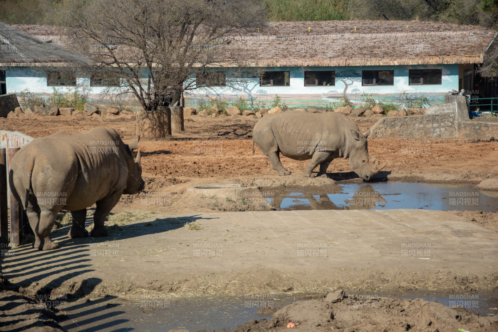 犀牛饮水图图片