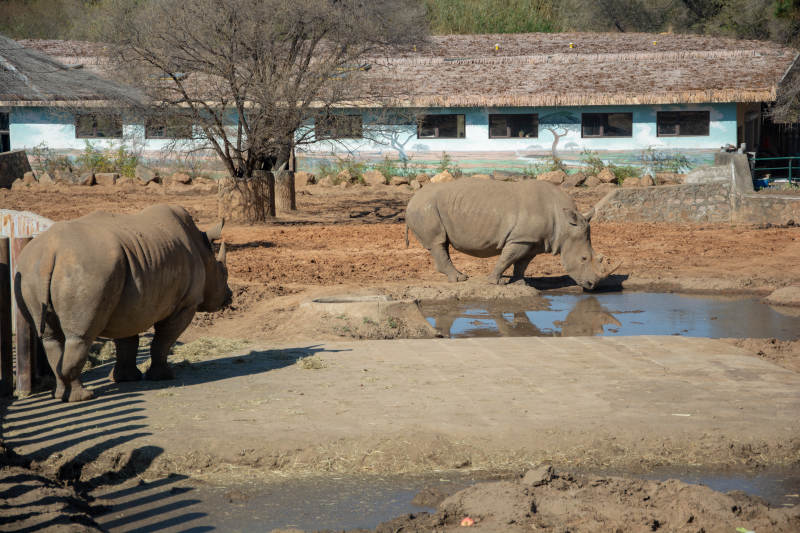 犀牛饮水图图片