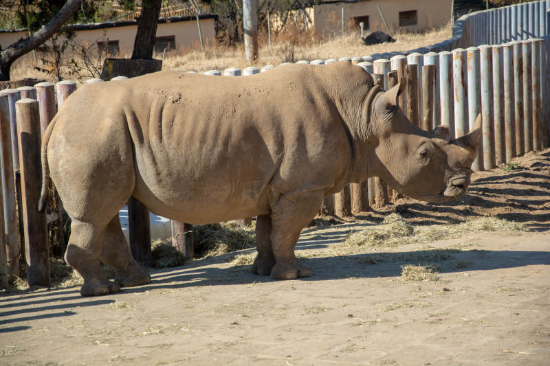 犀牛在围栏中悠闲踱步图片