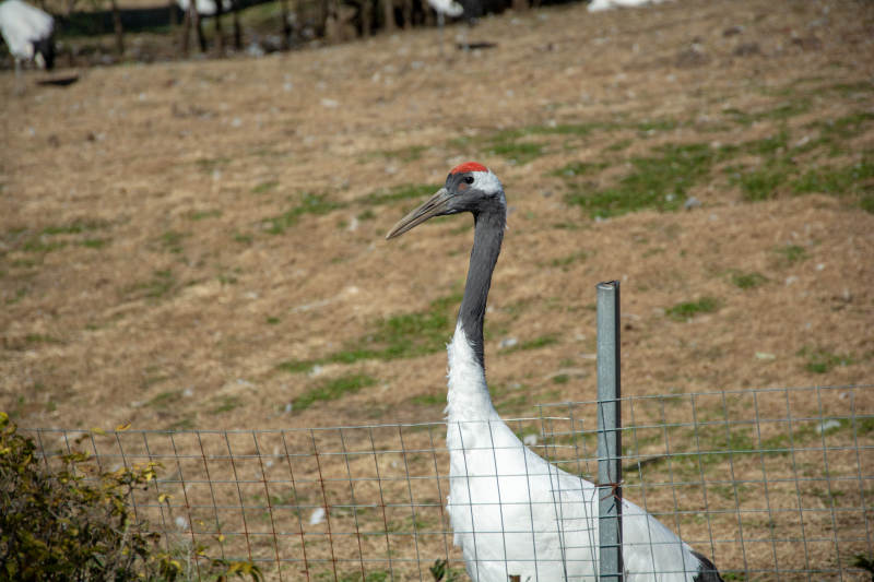 鹤立围栏旁图片