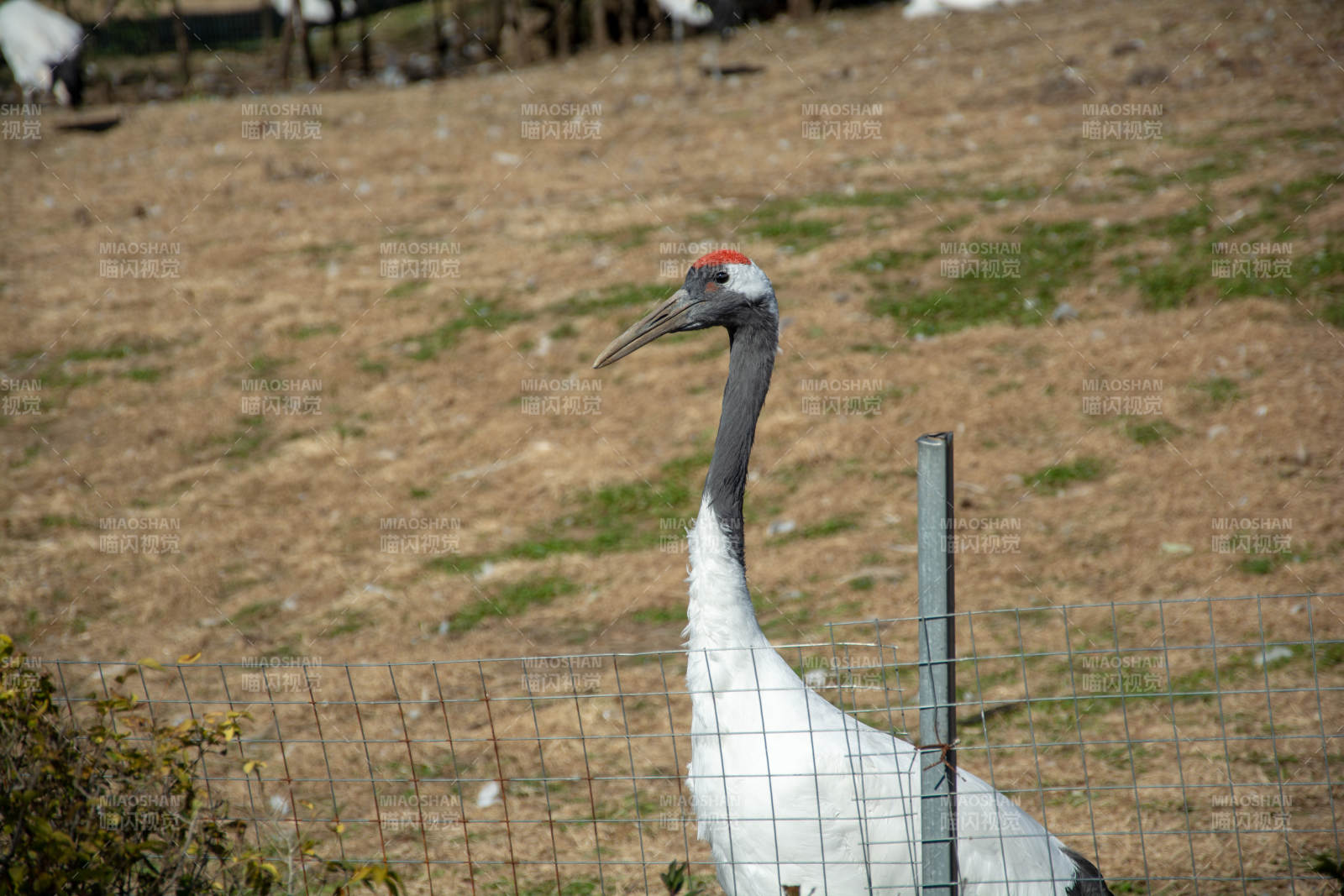 鹤立围栏旁图片