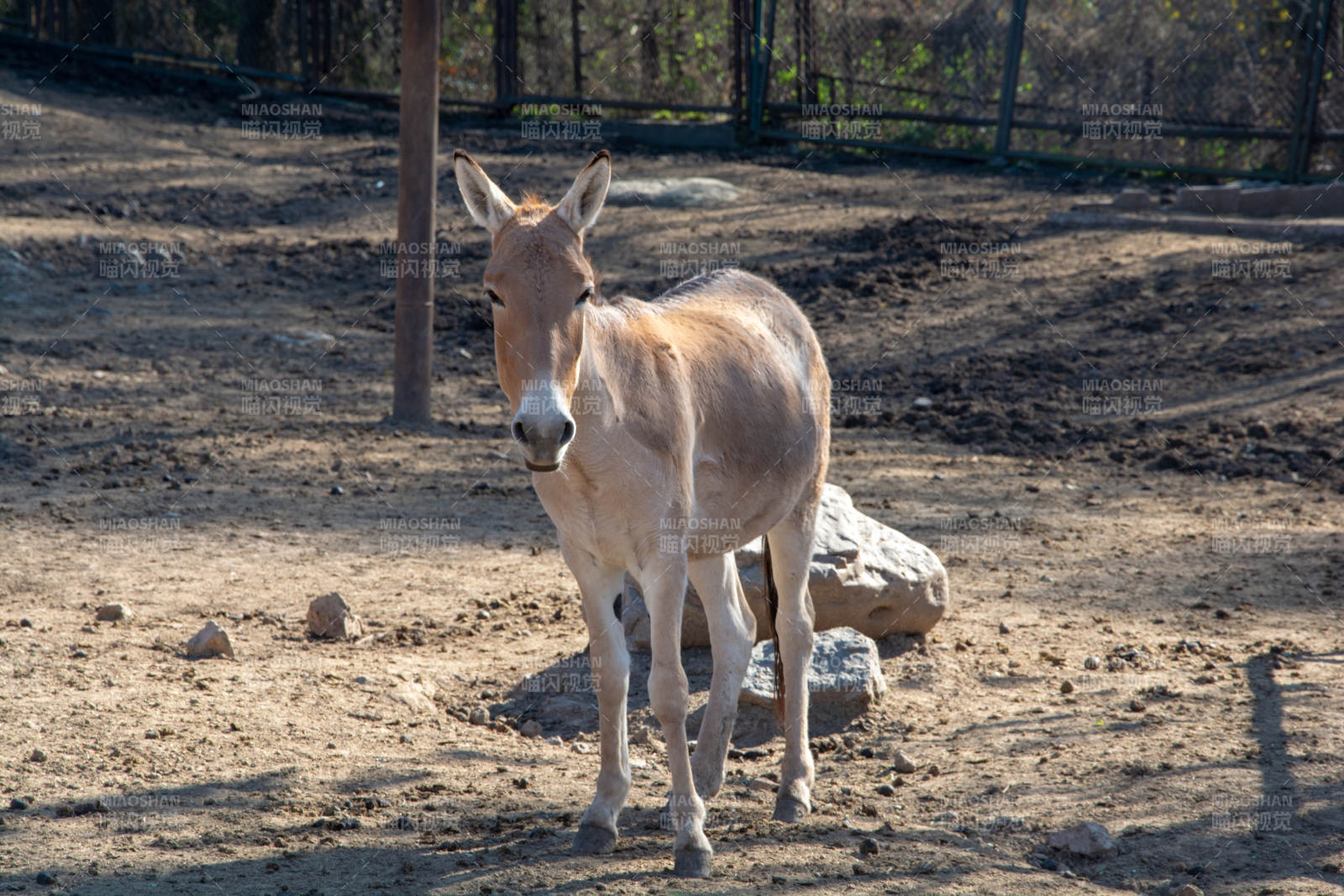 驴在围栏中站立图片