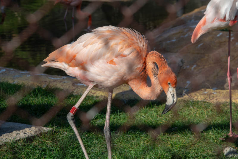 粉红火烈鸟低头觅食图片