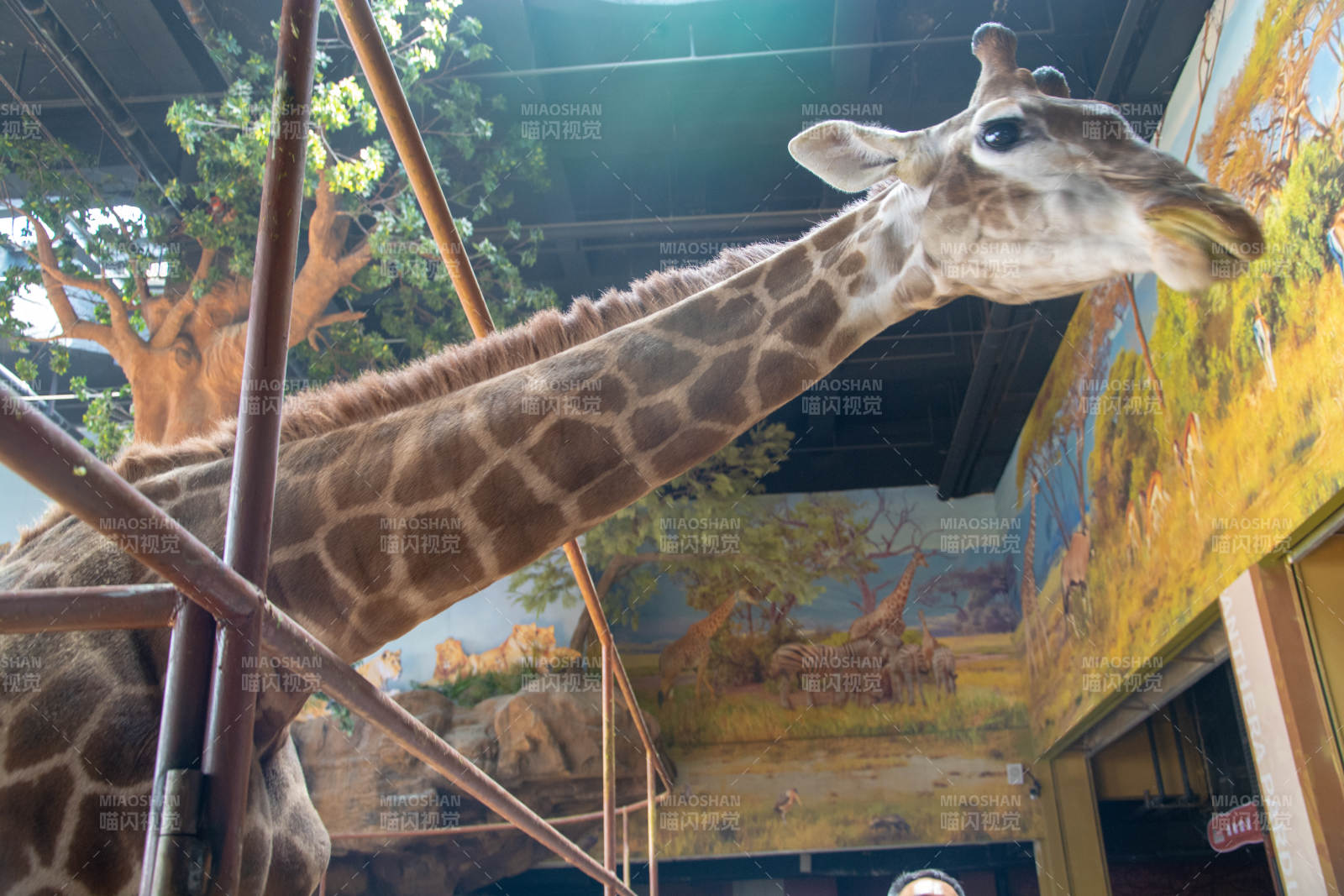 动物园长颈鹿图片