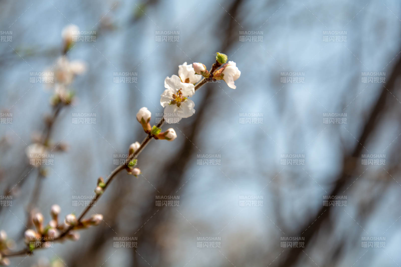 春日樱花绽放图片