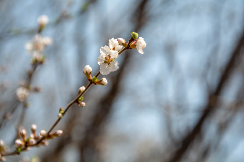 春日樱花绽放图片